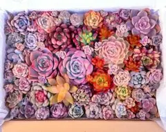 ☆感謝☆大満足！④たっぷりバラエティー韓国苗入り多肉植物カット苗セット