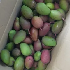 宮崎県産 摘花 グリーン マンゴー 5.5キロ - メルカリ