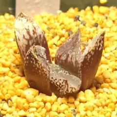 多肉植物　ハオルチア 華兎　471のサムネイル