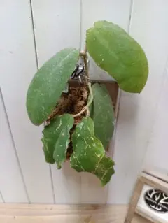 2026年最新】ホヤ ウンデュラータの人気アイテム - メルカリ