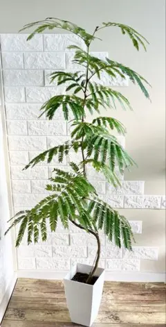 パキラミルキーウェイ 140cm❗特白 綺麗❗幹太 ❗ 接木 お洒落 鉢カバー付 パキラミルキーウェイ 140cm❗特白 綺麗❗幹太 ❗ 接木 お洒落 鉢