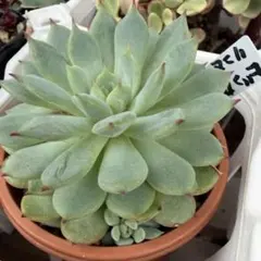 美苗！ビンセントカトー×リンゼアナ　多肉植物のサムネイル