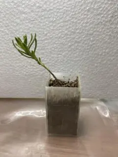 ひつじ【プロフ読んでください】様 リクエスト 2点 まとめ商品