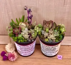 M 大容量　多肉植物　寄せ植え　育て方メモつき❤️ カラフル　2つセット