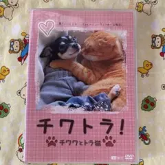 チワトラ!☆チワワとトラ猫