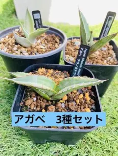アガベ 斑入り - メルカリ
