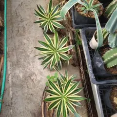 2026年最新】ロファンサ錦の人気アイテム - メルカリ