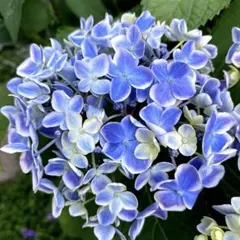 華やかな覆輪紫陽花 2026年最新】紫陽花覆輪の人気アイテム - メルカリ
