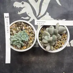 ぼのぼのさん苗　てんてんてまり　メルヘン　鉢ごと発送のサムネイル
