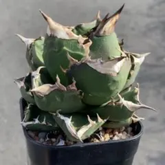 アガベチタノタホワイトファイヤー②☆発根済子株☆ 委）アガベ チタノタ 白火焔 ホワイトファイヤー919 | PROTOLEAF