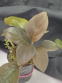 Bucephalandra sp.Silver Gray - メルカリ