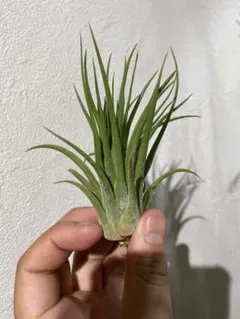 2025年最新】セレリアナの人気アイテム - メルカリ