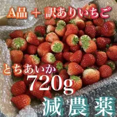 いちご とちあいか 栃木 減農薬 ケーキ用 スイーツ用 クリスマス
