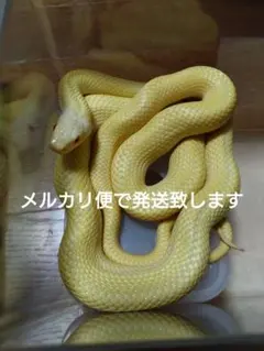 アオダイショウ抜け殻 生物園オリジナル】まるまる一本！アオダイショウのぬけがら | 生物園