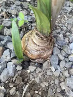 アマリリス 子供付き段ボール発送のサムネイル