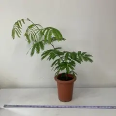斑入り ネムノキ 合歓木 エバーフレッシュ 盆栽 山野草 観葉植物