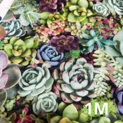 cheesecake様 リクエスト 2点 まとめ商品