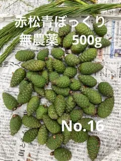 AYA様専用☆季節限定☆軽井沢産赤松青ぼっくりSS～Sサイズ500g