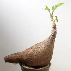 激レア/極美/塊根植物】フィランサス ミラビリス 大株 鉢植え A-6