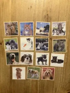 犬 猫 写真シール ステッカー 15枚セット