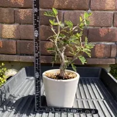 センナメリディオナリス 現地球 枝ぶり良好 良型 美株 阪本健 センナメリディオナリス 現地球 枝ぶり良好 良型 美株 阪本健 観葉