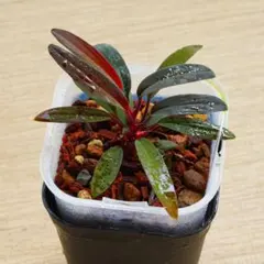 2025年最新】Homalomena sunshineの人気アイテム - メルカリ