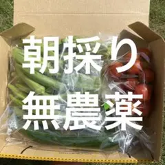 朝採り　無農薬セット　オクラ　ミニトマト　キュウリ　ダビデの星