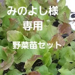 みのよし様専用　レタス・空芯菜