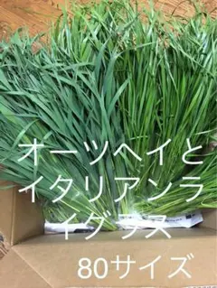 Item thumbnail for item 1b290558-911d-46fd-b13f-73bc04ef3a36