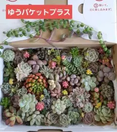 2026年最新】多肉植物カット苗の人気アイテム - メルカリ