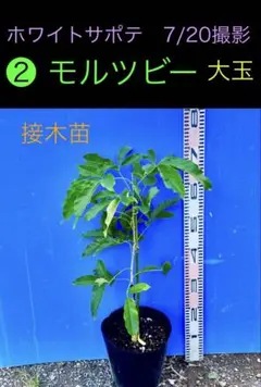 ヒデ様 リクエスト 2点 まとめ商品