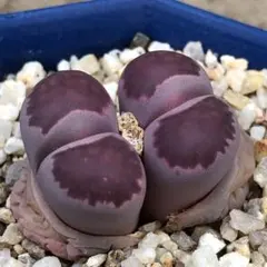 あお様 リクエスト 3点 まとめ商品