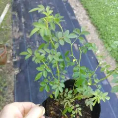 toichangno5様 リクエスト 10点 まとめ商品