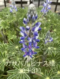 えりかえりか様 リクエスト 2点 まとめ商品