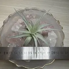 Tillandsia sprengeliana 【子株４個付き】内陸型 Tillandsia sprengeliana 【子株4個付き】内陸型 - メルカリ