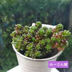 みーさん様 リクエスト 3点 まとめ商品