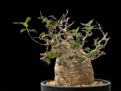 2026年最新】パキプス 現地の人気アイテム - メルカリ