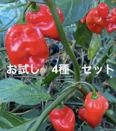 nolza様専用　ハバネロ、キャロライナリーパー他、計4種各10粒　5セット