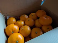 せとか 箱抜き5kgほど おまけ付き