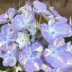 正規品 紫陽花 スパイス No.3 斑入り 紫陽花苗 カラーリーフのサムネイル
