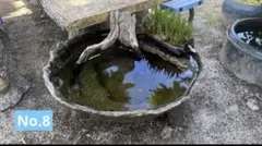 オリジナルめだか鉢 世界に一点限りのめだか鉢 自然石風 睡蓮鉢 水鉢 