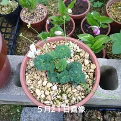 山野草 北岳固有種 北岳草 6号鉢B火山礫植え - メルカリ