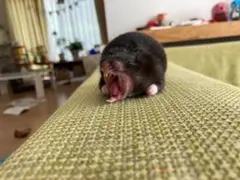 yuuuさん専用です(^^)