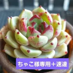 【ちゃこ様 リクエスト 2点＋速達】 まとめ商品