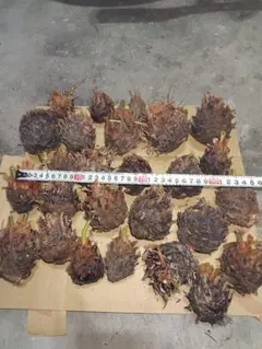 大森亮太様 リクエスト 2点 まとめ商品