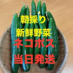 7/25 朝採り新鮮野菜きゅうり ネコポス4のサムネイル