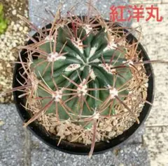 hygn5314様 リクエスト 4点 まとめ商品