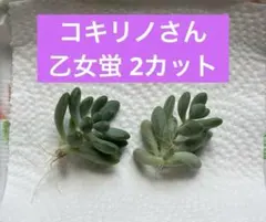2026年最新】コキリノの人気アイテム - メルカリ