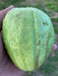 台湾のグァバ 取り苗　大木(Queen グァバ 　)花つき　大木 台湾のグァバ 取り苗 大木(Queen グァバ )花つき 大木