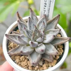 大人気 多肉植物 エケベリア アンギキュラータ 超美苗 レア種のサムネイル